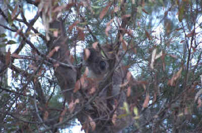 IMG0036a.jpg (355050 bytes)