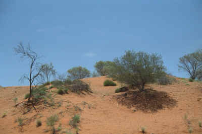 IMG0055.jpg (271782 bytes)